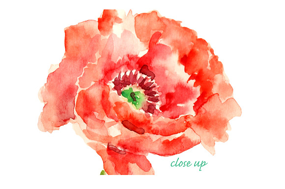 Watercolor Oriental Red Poppies in Illustrations - product preview 2