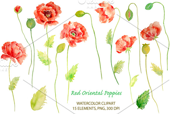Watercolor Oriental Red Poppies in Illustrations - product preview 3