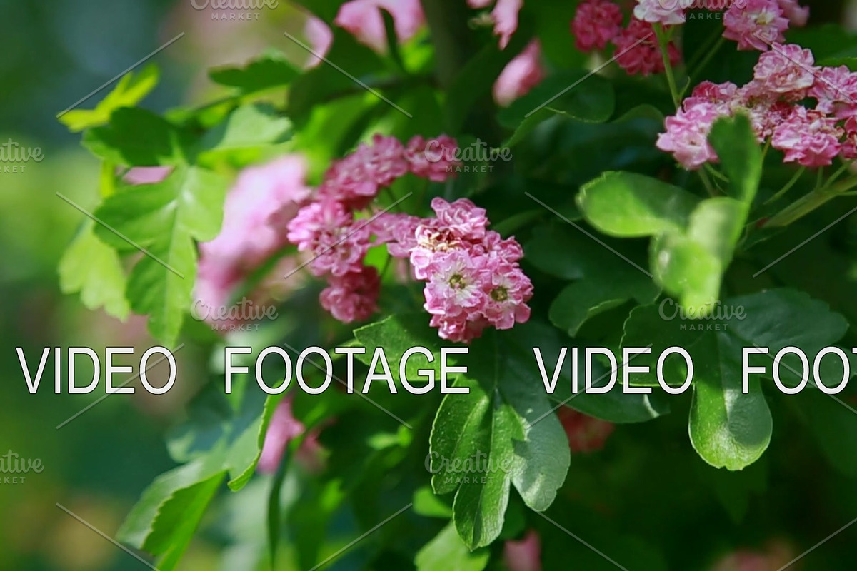 slowly, shrubs with pink flowers swing in the wind in Graphics - product preview 8