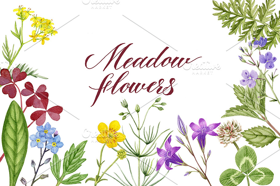Meadow flowers in Illustrations - product preview 8