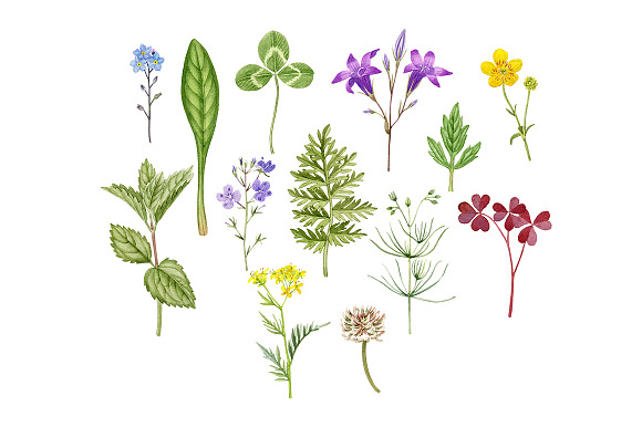 Meadow flowers in Illustrations - product preview 1
