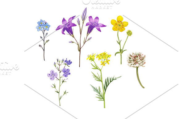 Meadow flowers in Illustrations - product preview 2