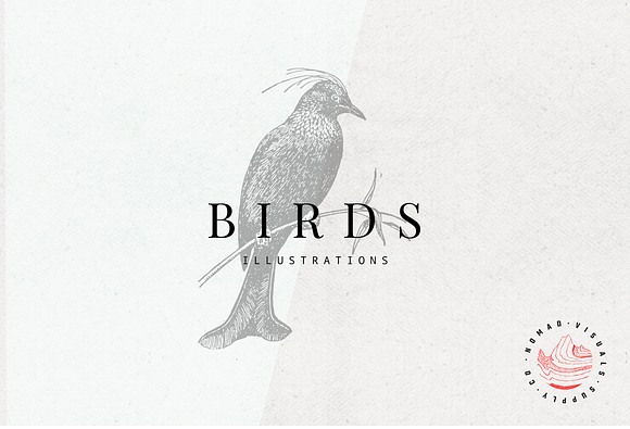 Birds Illustrations in Illustrations - product preview 9