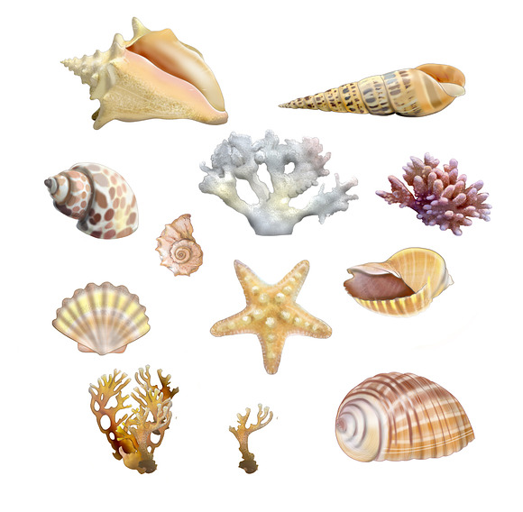 seamless pattern of shells and coral in Illustrations - product preview 2