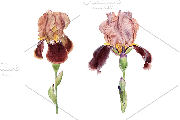 Irises set in Illustrations - product preview 5