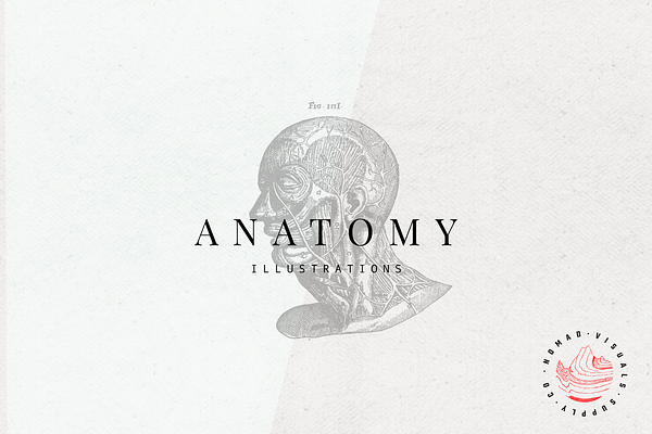 Anatomy illustrations