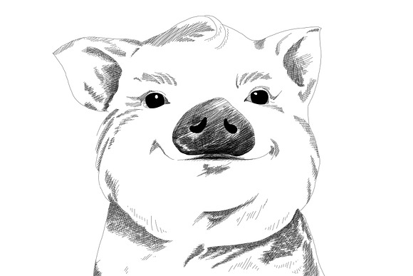 Cute Pig | Illustration in Illustrations - product preview 1