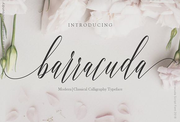 Barracuda Script in Script Fonts - product preview 11