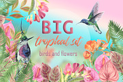 Tropical plants and birds of paradis