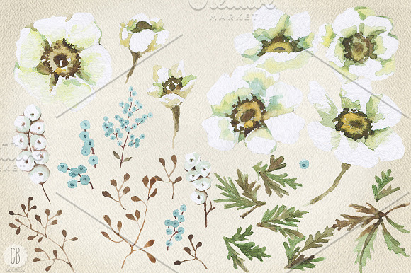 Aquarelle white buttercup in Illustrations - product preview 1