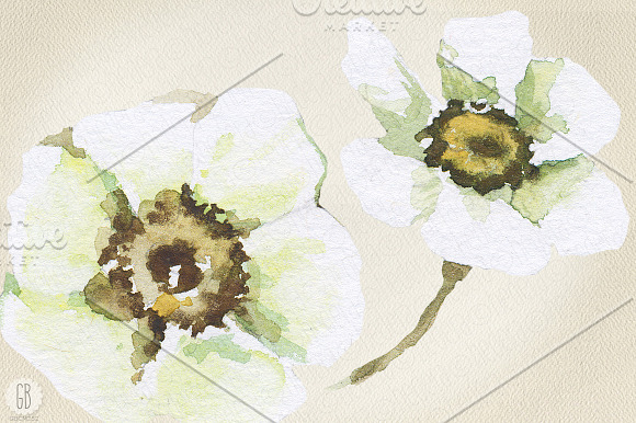 Aquarelle white buttercup in Illustrations - product preview 2