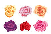 Set of nine colorful rosebuds