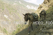 Donkeys transport cargoes on the nepalese path. Manaslu mountain circuit trek.