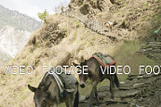 Donkeys transport cargoes on the nepalese path. Manaslu mountain circuit trek.