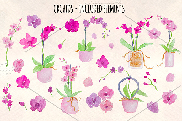 27 Pretty Watercolor Orchid Flowers in Illustrations - product preview 1