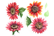 Sunflower red flower watercolor PNG 