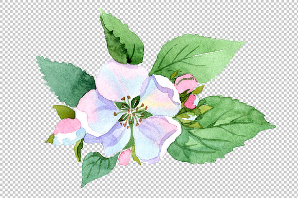 Wildflower apple blossom PNG set in Illustrations - product preview 1