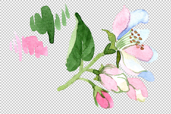 Wildflower apple blossom PNG set in Illustrations - product preview 4