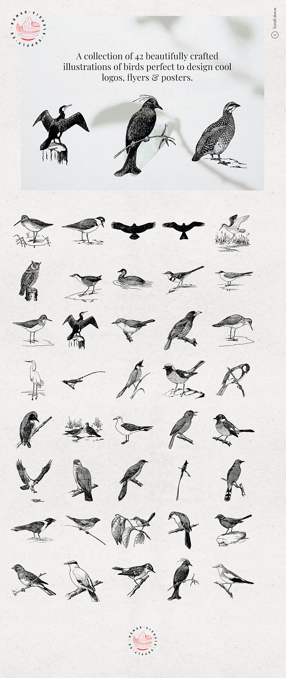 Birds Illustrations in Illustrations - product preview 10