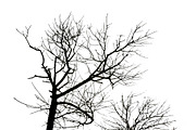Black Trees Silhouette Isolated Graphic