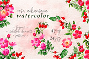 Rosa arkansana PNG watercolor set