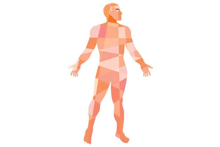 Gross Anatomy Male Isolated Low Poly