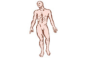 Gross Anatomy Male Standing Woodcut