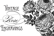 Vintage Rose Vector Graphics