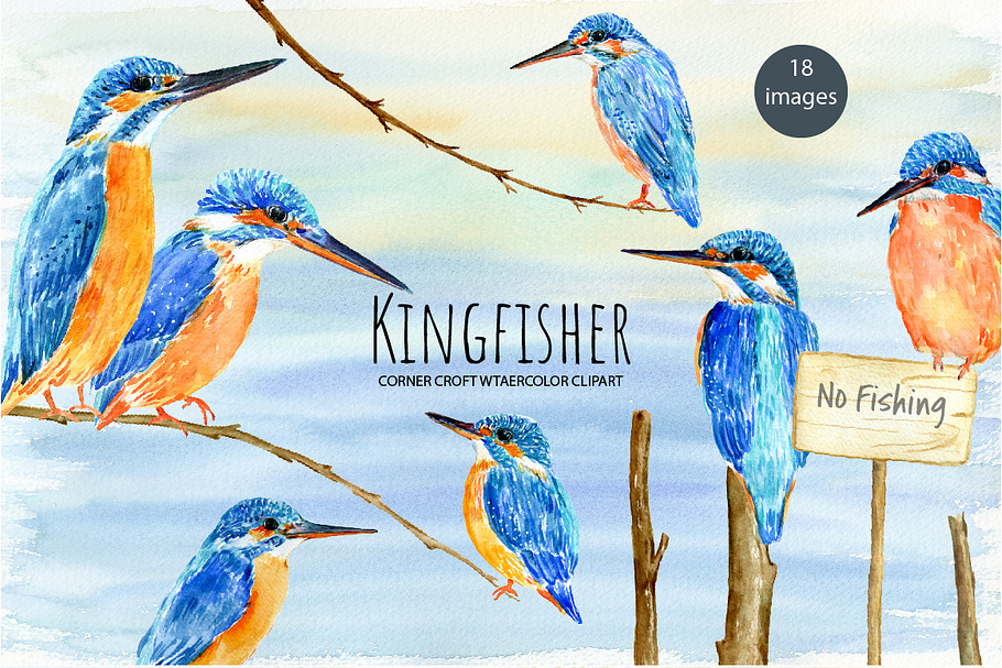 Bird Kingfisher Illustration