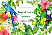 Tropical plants and birds