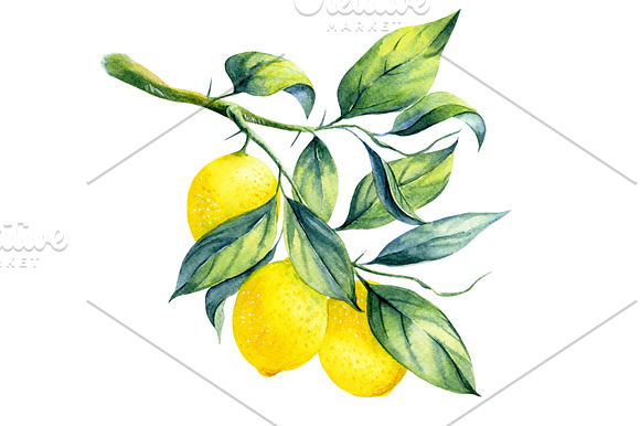 Watercolor lemon branch in Illustrations - product preview 1