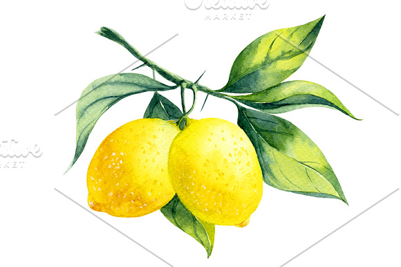 Watercolor lemon branch in Illustrations - product preview 2