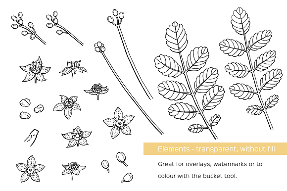 Frankincense hand-drawn vector set in Illustrations - product preview 4