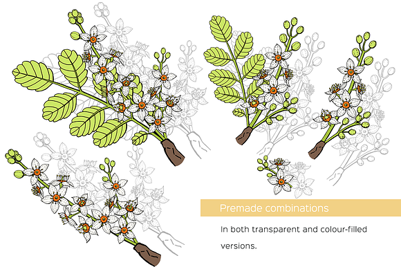 Frankincense hand-drawn vector set in Illustrations - product preview 6