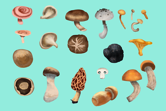 Mushroom Illustration Pack in Illustrations - product preview 2