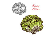 Iceberg lettuce sketch vegetable
