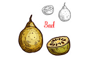 Bael vector sketch tropical fruit