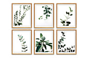Botanical Wall Art, Eucalyptus Print