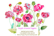 Watercolor Purple Oriental Poppy