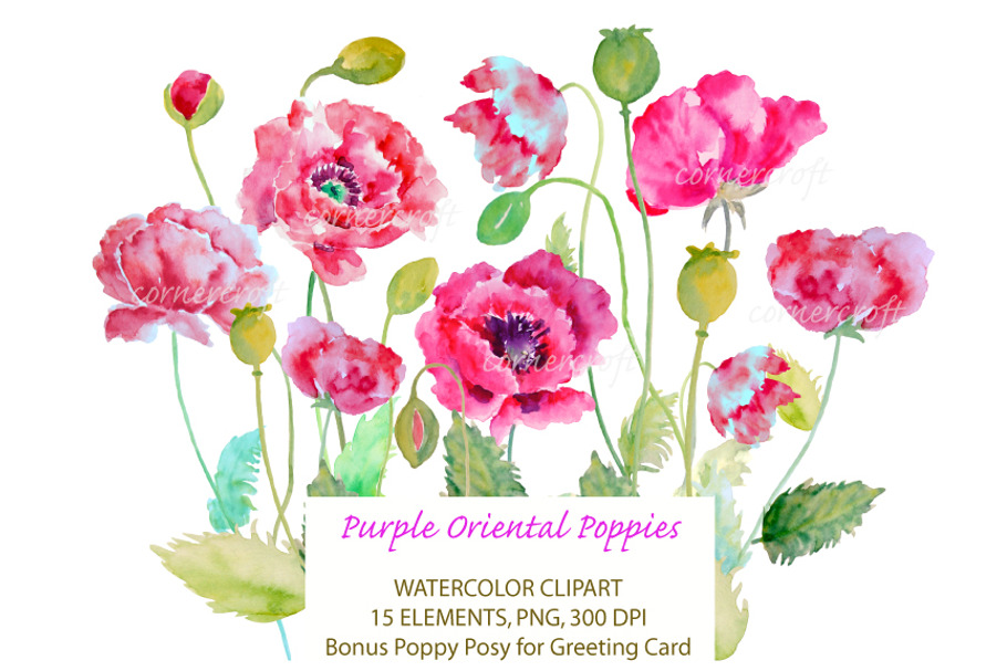 Watercolor Purple Oriental Poppy