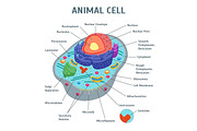 Animal Cell Anatomy Banner