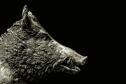 Wild Pig Sculpture Dark Background