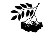 Rowan ashberry branch ink art vector