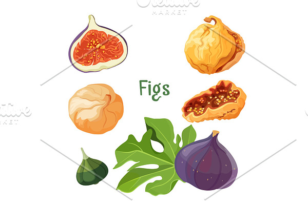 Fig types of plant dried and fresh