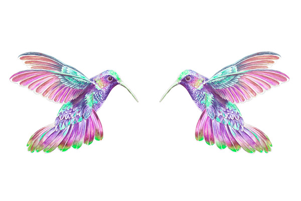 Watercolor with colibris
