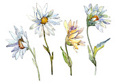 Fine white daisy PNG watercolor set