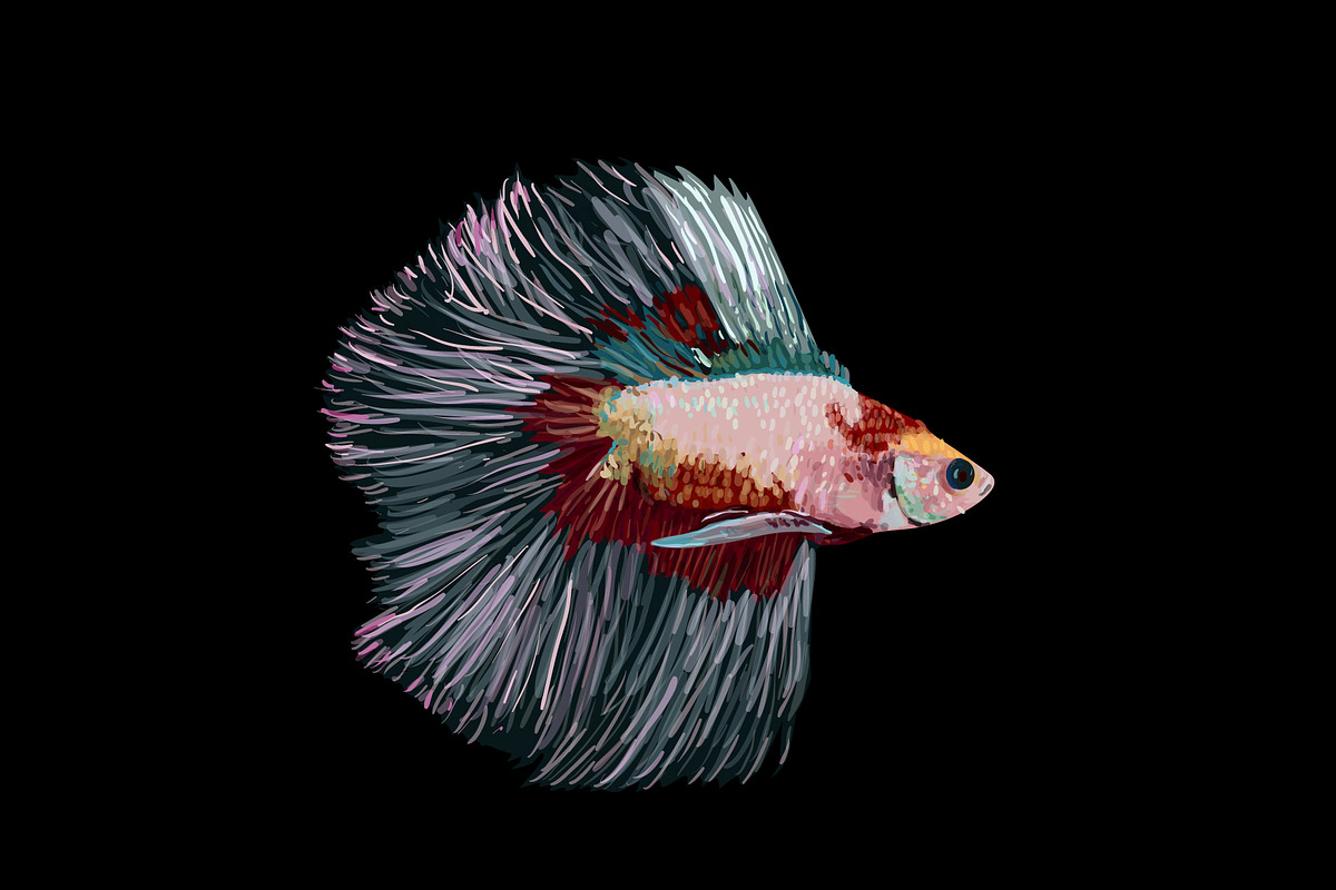 Siamese fighting fish in Illustrations - product preview 8