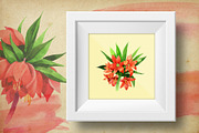 Fritillaria imperiali PNG watercolor