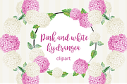 Pink and white hydrangea clipart