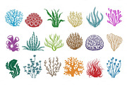 Seaweeds and corals on white